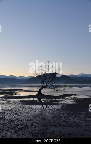 Le Lone Tree à Wanaka. Un saule de crack solitaire et torché se trouve seul sur le lac Wanaka, abandonné par les Alpes du Sud. Banque D'Images