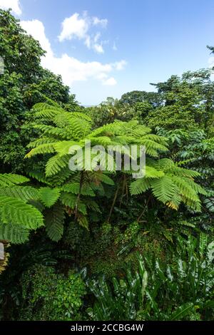 West Indian Tree Ferns, Cyathea arborea, au bord de la forêt tropicale dans la forêt nationale d'El Yunque, sur Porto Rico. Banque D'Images