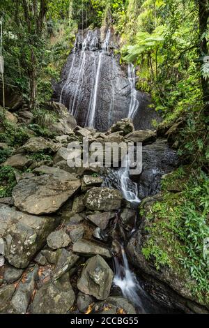 La Coca Falls dans la forêt tropicale nationale El Yunque à Porto Rico. Banque D'Images