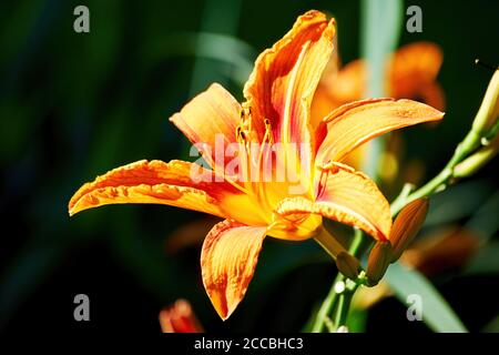 Petit nénuphar orange élégant sur le lit de fleurs dans le jardin. Backdrops à base de plantes et de fleurs Banque D'Images