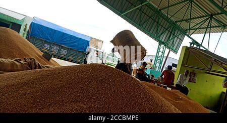 DISTRICT KATNI, INDE - 07 AOÛT 2019: Les agriculteurs travaillant autour de semences de blé énorme stock au gouvernement de l'inde godown, place pour la vente de l'agriculture vont Banque D'Images