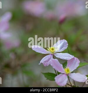 Image rêveuse des fleurs d'un Clematis montana Banque D'Images