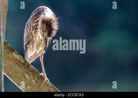 Nature faune oiseau de Rufous nuit Heron (immature) dans la nature humide à Sabah, Bornéo Banque D'Images