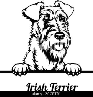 Chien de peeking - race de Terrier irlandais - tête isolée sur blanc Illustration de Vecteur