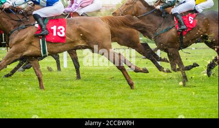 Courses hippiques en plein air avec jockeys en direction de la ligne d'arrivée. Sport et compétition en plein air. Banque D'Images