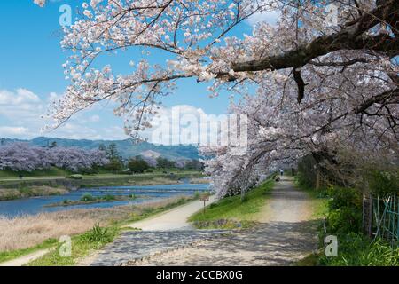 Cerisiers en fleurs sur la rive de la rivière Kamo (Kamo-gawa) à Kyoto, au Japon. Les berges sont des lieux de promenade populaires pour les résidents et les touristes. Banque D'Images