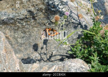 Un gros plan de deux petits papillons colorés de tortue sur une plante verte. Arrière-plan gris flou Banque D'Images