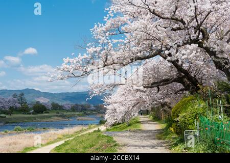Cerisiers en fleurs sur la rive de la rivière Kamo (Kamo-gawa) à Kyoto, au Japon. Les berges sont des lieux de promenade populaires pour les résidents et les touristes. Banque D'Images