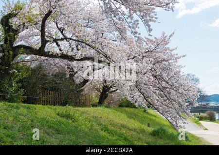 Cerisiers en fleurs sur la rive de la rivière Kamo (Kamo-gawa) à Kyoto, au Japon. Les berges sont des lieux de promenade populaires pour les résidents et les touristes. Banque D'Images