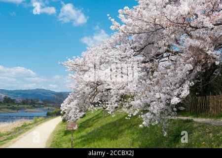 Cerisiers en fleurs sur la rive de la rivière Kamo (Kamo-gawa) à Kyoto, au Japon. Les berges sont des lieux de promenade populaires pour les résidents et les touristes. Banque D'Images