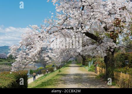 Cerisiers en fleurs sur la rive de la rivière Kamo (Kamo-gawa) à Kyoto, au Japon. Les berges sont des lieux de promenade populaires pour les résidents et les touristes. Banque D'Images