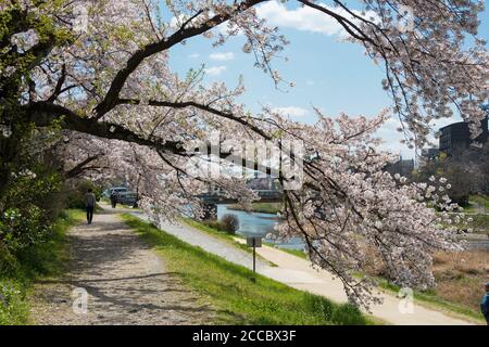 Cerisiers en fleurs sur la rive de la rivière Kamo (Kamo-gawa) à Kyoto, au Japon. Les berges sont des lieux de promenade populaires pour les résidents et les touristes. Banque D'Images