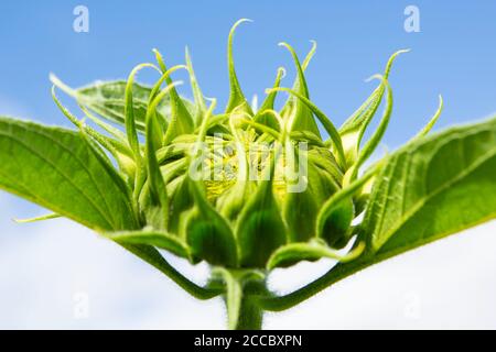 Tête de tournesol bourgeonnante Banque D'Images