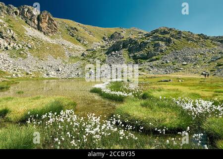 Photo majestueuse d'un petit lac de montagne entouré de coton Herbe dans l'arrière-pays de la Côte d'Azur Banque D'Images