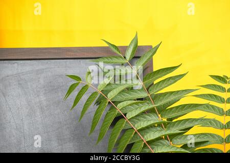 tableau de craie avec feuilles vertes sur fond jaune Banque D'Images