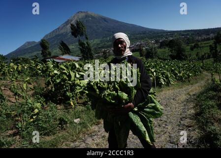 Central Java, Indonésie. 21 août 2020. Un travailleur tient des feuilles de tabac récoltées dans une plantation de tabac à Temanggung, Central Java, Indonésie, le 21 août 2020. Crédit: Arya Manggala/Xinhua/Alamy Live News Banque D'Images