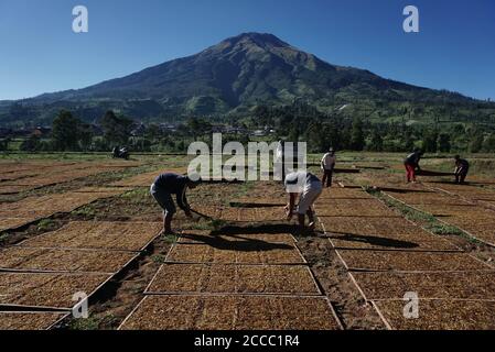 Central Java, Indonésie. 21 août 2020. Les travailleurs sèchent les feuilles de tabac dans une plantation de tabac à Temanggung, Central Java, Indonésie, le 21 août 2020. Crédit: Arya Manggala/Xinhua/Alamy Live News Banque D'Images