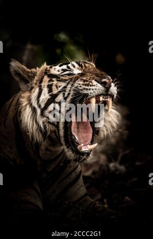 Canines de tigre mâle sauvage au parc national de ranthambore rajasthan inde Banque D'Images