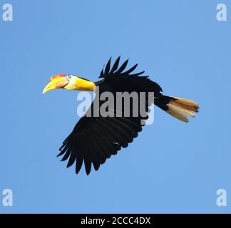 Hornbill ridé (Rhabdotorrhinus ondullatus), également connu sous le nom de Sunda ridled hornbill, en vol au-dessus de Kinabatangan sur Sabah, Bornéo en Malaisie. Banque D'Images