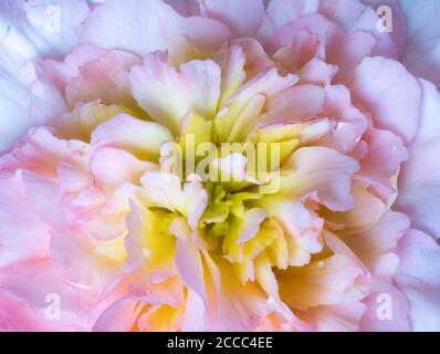 macro du centre d'une begonia rose blanc floraison de gouttes de pluie sur fond noir Banque D'Images