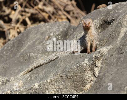 Bernache grise indienne ou bernache grise commune (Herpestes edwardsi) Dans les montagnes de l'Inde Banque D'Images