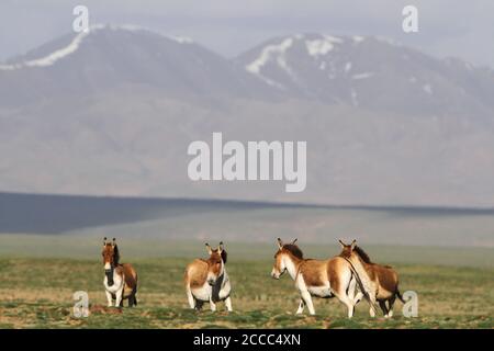 Groupe de Kiangs (Equus kiang) sur le plateau tibétain. La plus grande des alpines sauvages, elle habite les prairies montagnardes et alpines. Banque D'Images