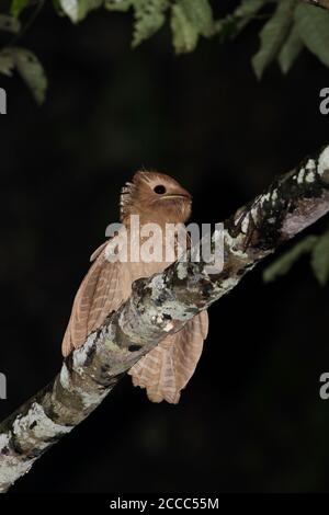 Grand col de grenouille (Batrachostomus auritus) perché sur une branche pendant la nuit dans la forêt primaire des basses terres en chemin Kambas sur Sumatra en Indonésie. Banque D'Images