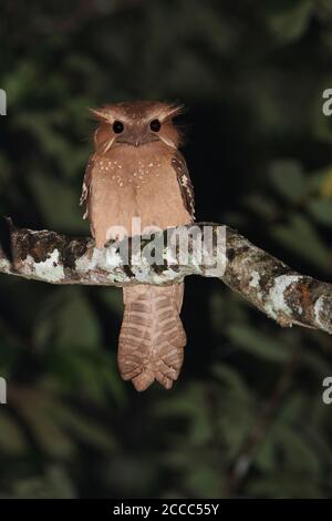 Grand col de grenouille (Batrachostomus auritus) perché sur une branche pendant la nuit dans la forêt primaire des basses terres en chemin Kambas sur Sumatra en Indonésie. Banque D'Images