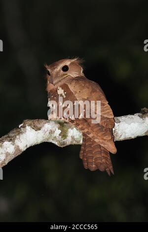 Grand col de grenouille (Batrachostomus auritus) perché sur une branche pendant la nuit dans la forêt primaire des basses terres en chemin Kambas sur Sumatra en Indonésie. Banque D'Images