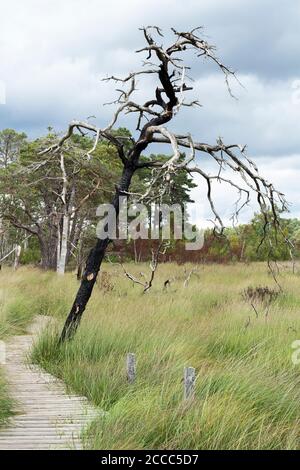 Réserve naturelle commune du jeudi broadwalk demeure après que des incendies de forêt se sont propagé en mai 2020 sur 50 acres qui ont dévasté un tiers de la réserve. Banque D'Images