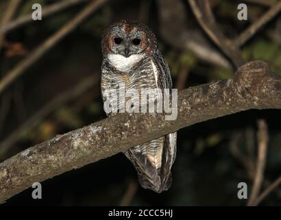 Hibou de bois tacheté (Strix ocellata) perché dans un arbre Banque D'Images