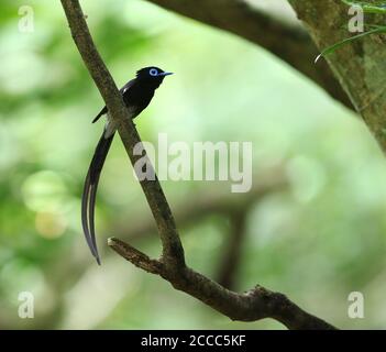 Mâle Paradis japonais Flycatcher (Terpsiphone atocaudata atocaudata) dans la forêt de Taïwan. Banque D'Images