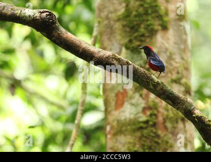 Chantant Garnet Pitta (Erythropitta granatina) dans la forêt tropicale de Taman Negara en Malaisie. Perchée sur une branche. Banque D'Images