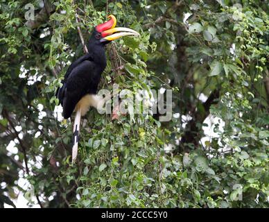 Adultes Rhinoceros Hornbill (Buceros rhinocéros) perchés dans un arbre le long de la rivière Kinabatangan, Sabah, Bornean Malaysie. Banque D'Images