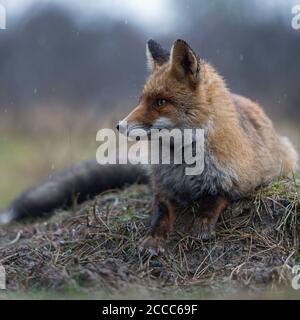 Renard rouge / Rotfuchs ( Vulpes vulpes ) adulte , couché, reposant sur un petit bouton, montres de côté, sur un jour pluvieux, la faune, l'Europe. Banque D'Images