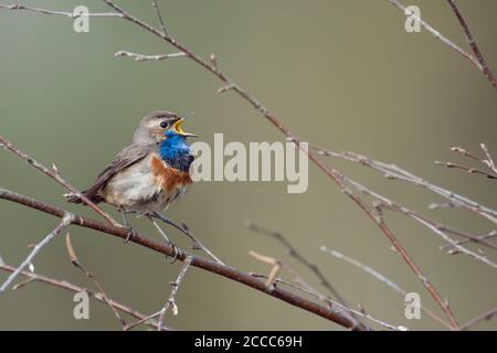 Bluethroat à pois blancs / Blaukehlchen ( Luscinia svecica ) chantant sa chanson, assis dans des branches sèches d'un buisson de bouleau, la faune, l'Europe. Banque D'Images