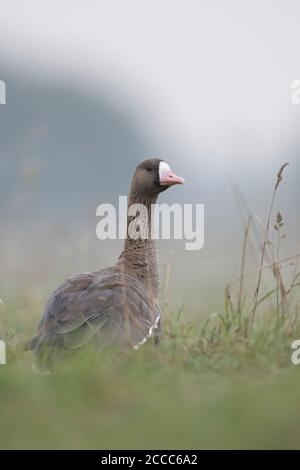 Grande OIE naine, oie sauvage au repos, en train de se dévaler le cou, observation, faune, Europe. Banque D'Images