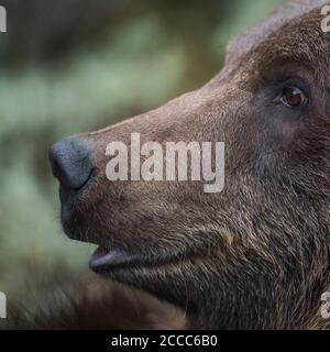 Ours brun européen / Europäischer Braunbaer ( Ursus arctos ), Close up, head shot détaillée, l'Europe. Banque D'Images