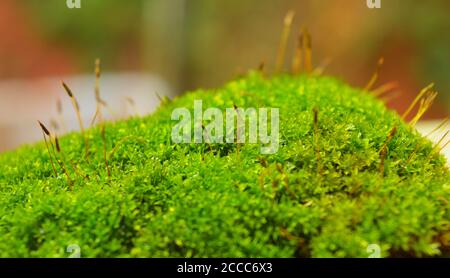 les mousses ou les bryophytes sont de petites plantes non vasculaires sans fleurs qui forment généralement des touffes ou des tapis verts denses, souvent dans des endroits humides ou ombragés. Banque D'Images