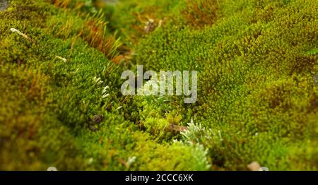 les mousses ou les bryophytes sont de petites plantes non vasculaires sans fleurs qui forment généralement des touffes ou des tapis verts denses, souvent dans des endroits humides ou ombragés. Banque D'Images