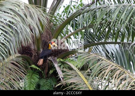 Hornbill (Rhabdotorrhinus ondullatus) juché dans un palmier tropical le long de la rivière Kinabatangan, Sabab, Malaisie. Banque D'Images