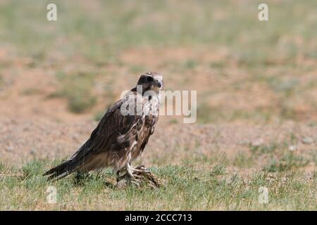 Falcon Saker (Falco cherrug) debout sur le sol dans les steppes de Mongolie. Banque D'Images