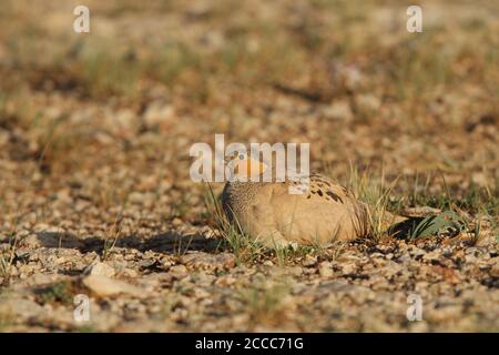 Sandgrouse tibétaine (Syrrhaptes tibetanus) un mâle perché dans le désert Banque D'Images