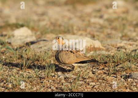 Sandgrouse tibétaine (Syrrhaptes tibetanus) un mâle perché dans le désert Banque D'Images