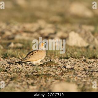 Sandgrouse tibétaine (Syrrhaptes tibetanus) un mâle perché dans le désert Banque D'Images