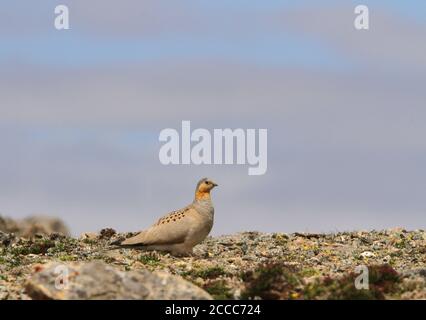 Sandgrouse tibétaine (Syrrhaptes tibetanus) un mâle perché entre les rochers Banque D'Images