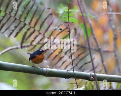 Brusty-bellied Shortwing (Brachypteryx hyperythra) perché sur une branche horizontale dans la sous-croissance des collines Mishmi en Inde. Banque D'Images