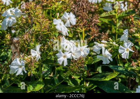 Phlox paniculata "Partager" Banque D'Images