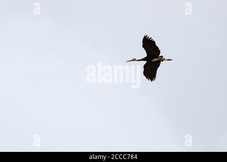 Stork de la tempête adulte (Ciconia stormi) en vol au-dessus de la rivière Kinabatangan, Sabah, Malaisie. Banque D'Images