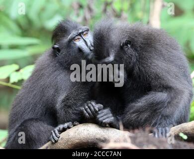 Celebes Crested Macaque (Macaca nigra), une espèce en danger critique, dans la réserve forestière de Tangkoko, à Sulawesi. Deux singes prêtant. Banque D'Images